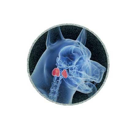 Diagnosis flowchart for dos with hypothyroidism
